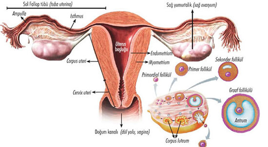 Rahim ve Yumurtalk